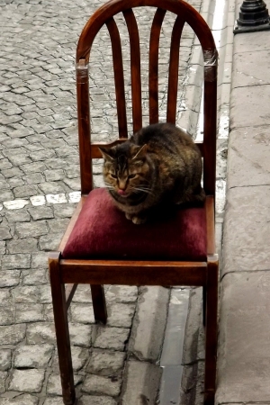 Cats of Istanbul