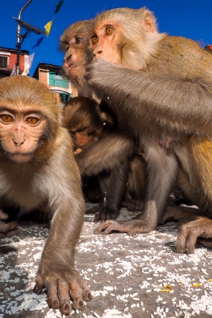 fotowyprawa – Nepal