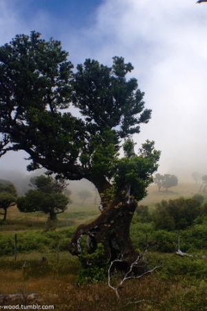 drzewo wawrzynowe/laurel tree