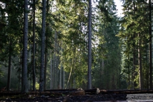 Tatra forest/Tatrzanski las