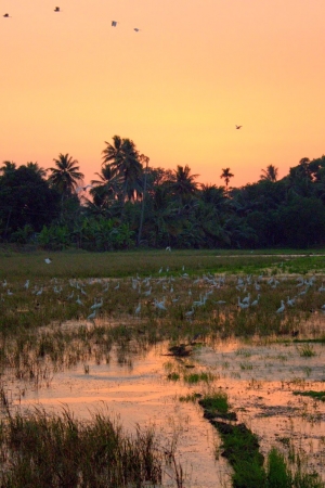 Wolontariat w Indiach, Kerala. Czyli od raju do piekła