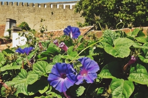 Picture Perfection Defined: One Day in Óbidos