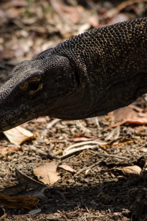 Warany z Komodo i rejs po indonezyjskich wyspach