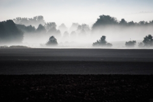 Morning fog - Poland this is not B&W - see right top corner...