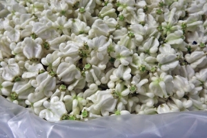 In Photos: Bangkok Flower Market