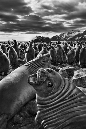 Salgado ostatnie dni