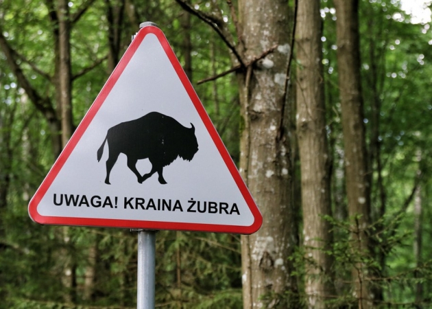W poszukiwaniu żubra