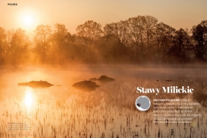 Skąd się biorą karpie, Stawy Milickie