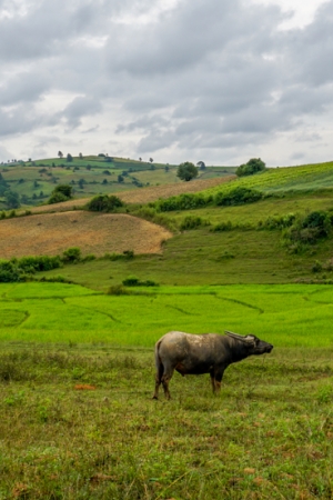 Trekking z Kalaw do Inle Lake