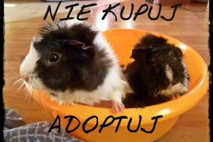 Blogmas: dzień 6. - Mikołajki: Nie kupuj, adoptuj! :)